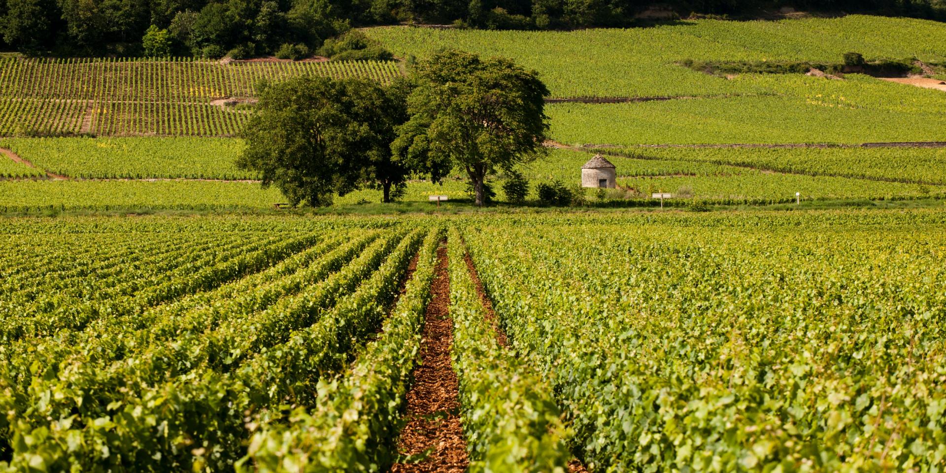 Mês de climas Beaune e a região de Beaune Turismo Borgonha