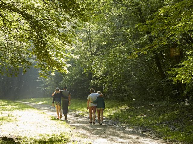 Randonnee Bois Foret Marcheurs