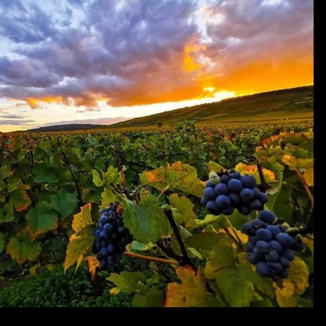 Vignoble de la Côte de Beaune au soleil couchant