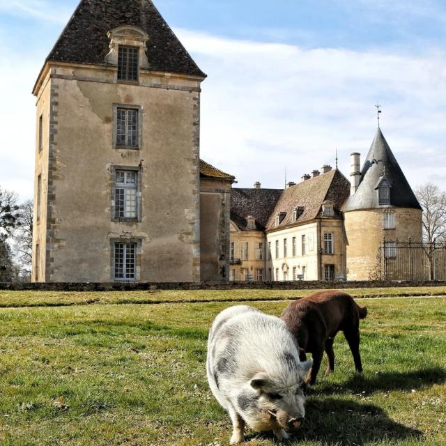 Château de Commarin et ses stars Oslo et Booba