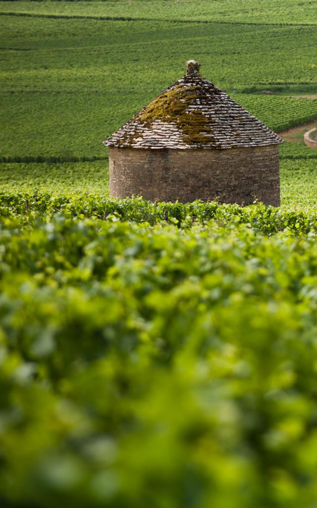 Cabotte Vineyard Burgundy