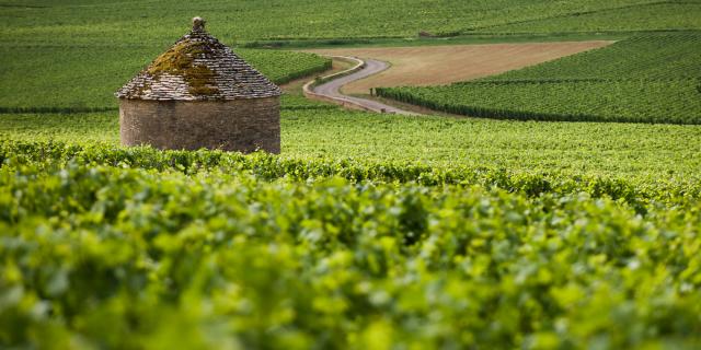 Cabotte Wijngaard Bourgogne