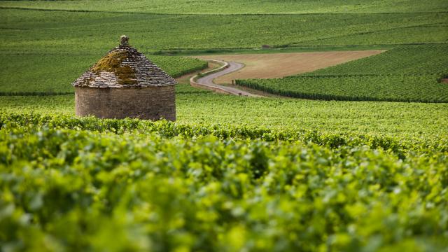 Cabotte Vineyard Burgundy