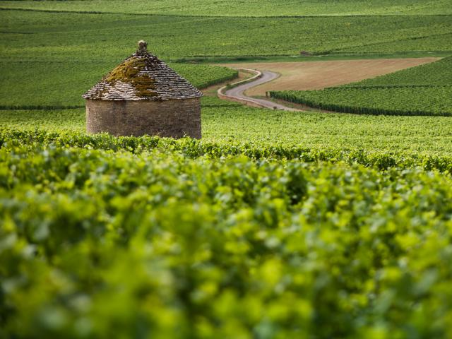 Cabotte Wijngaard Bourgogne