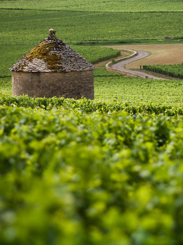 Cabotte dans le Vignoble Bourgogne