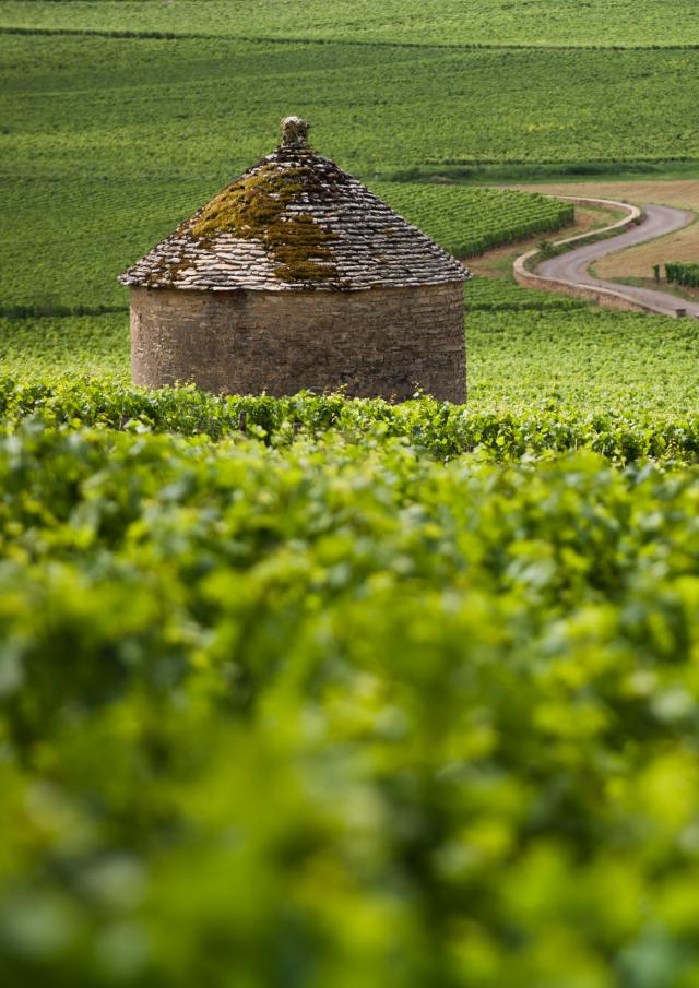 Cabotte Vineyard Burgundy