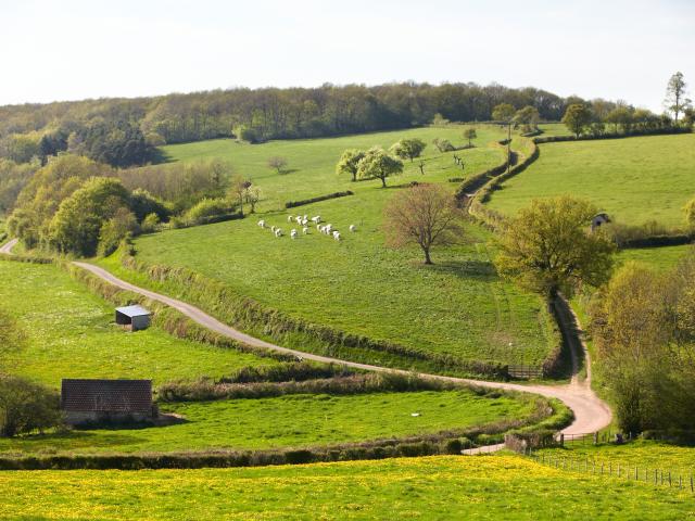 Campagne Vallonnée Cote Beaune Vaches