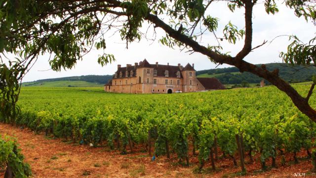 Château du Clos de Vougeot entouré de vignes au printemps