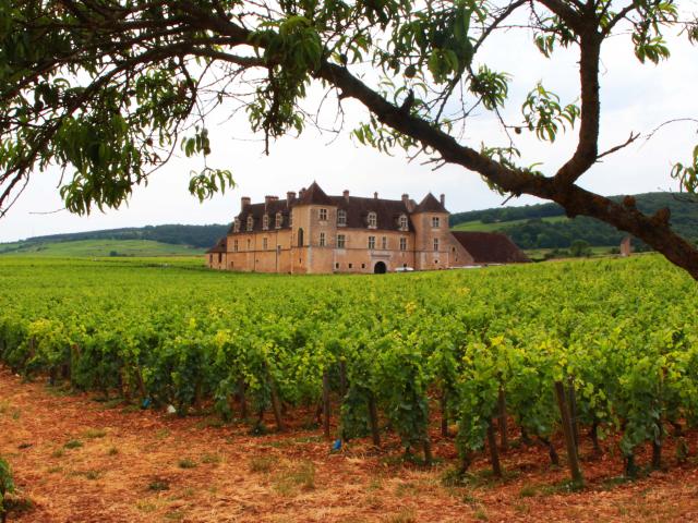 Château du Clos de Vougeot entouré de vignes au printemps