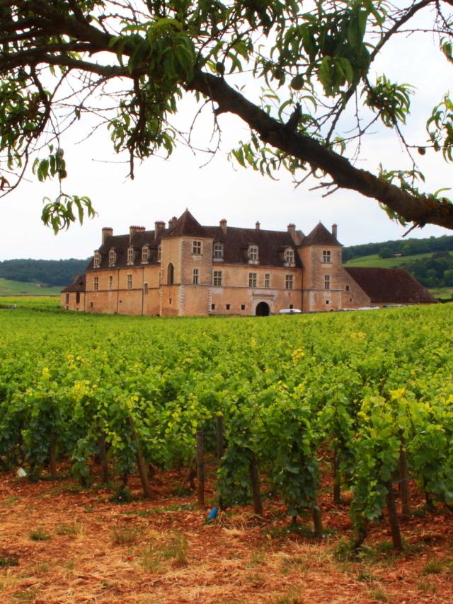 Château du Clos de Vougeot entouré de vignes au printemps