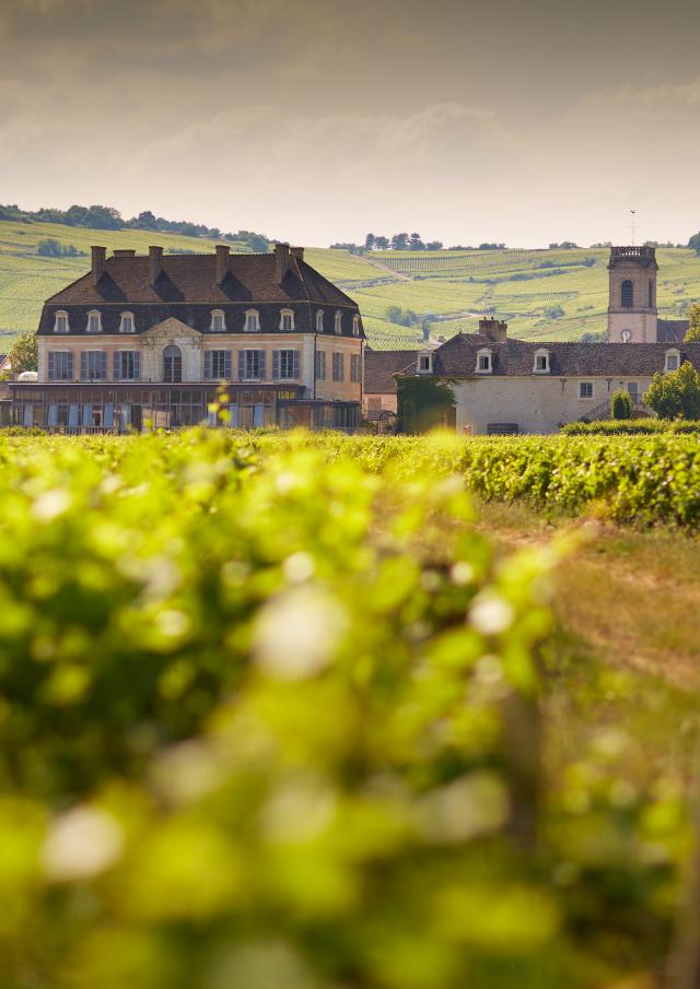 Château de Pommard et le Clos Marey au printemps