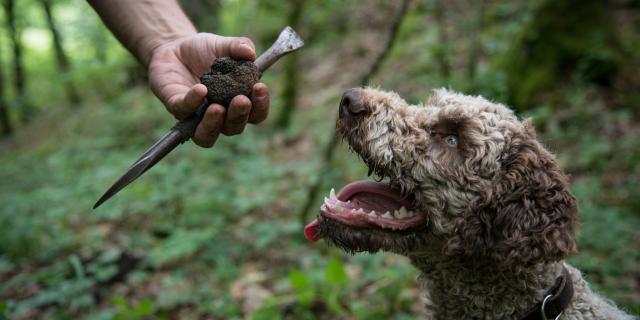 Chien Truffe Maison 1000truffes Or Des Valois