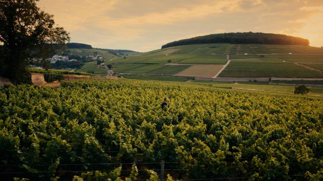 Colline de Corton au printemps