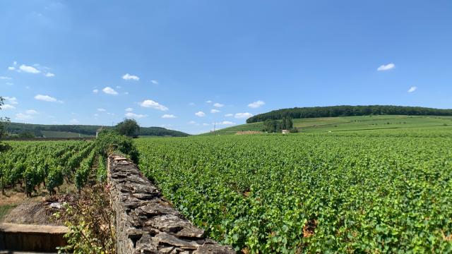 Colline Corton