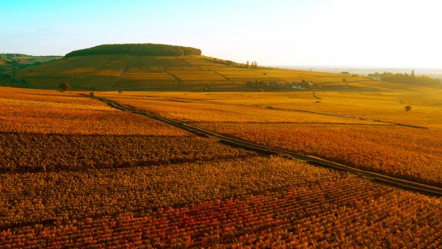 Corton hillside at sunset in autumn