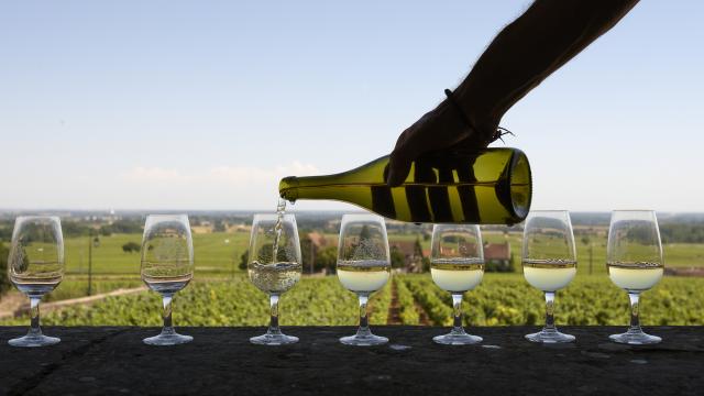 Dégustation d'un vin blanc dans les vignes qui lui ont donné naissance