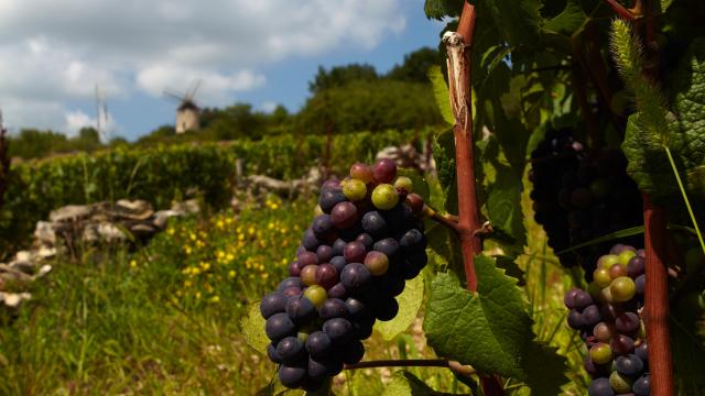 Cacho de Santenay