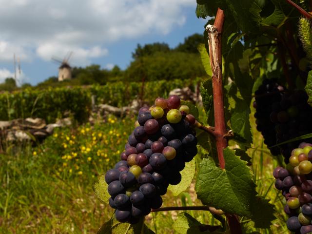 Grappe Santenay