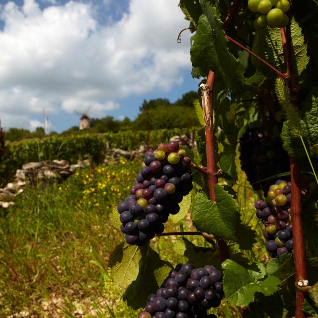 Grappe Santenay