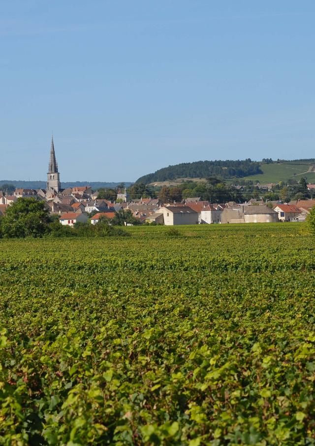 Meursault Vignobles 3