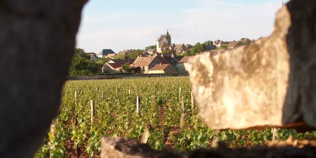 Vineyards of Meursault