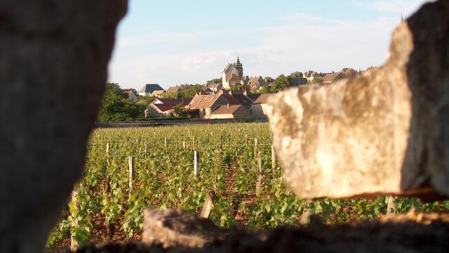 Viñedos de Meursault