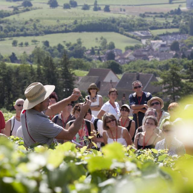 Oenolay Tour Explications dans les vignes du vigneron à Nolay à un groupe visiteurs