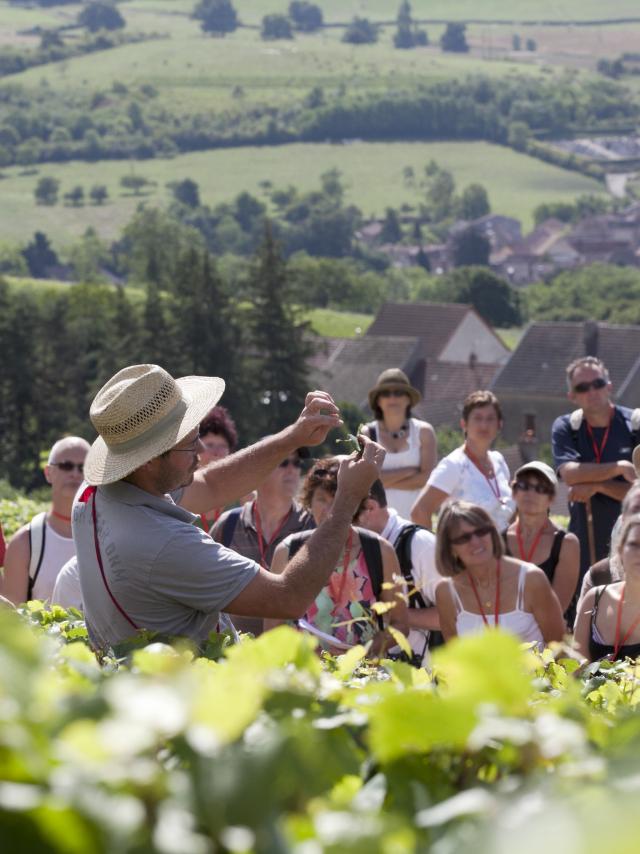 Oenolay Tour Explications dans les vignes du vigneron à Nolay à un groupe visiteurs