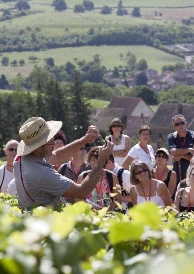 Oenolay Tour Explications dans les vignes du vigneron à Nolay à un groupe visiteurs