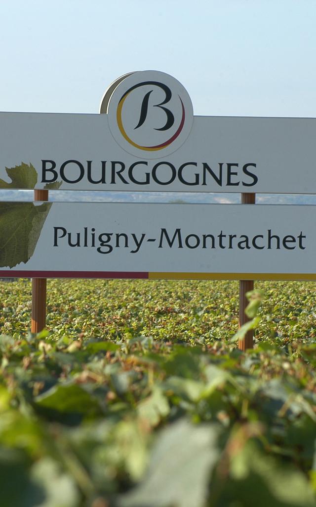 Dans les vignes panneau de l'appellation Puligny Montrachet