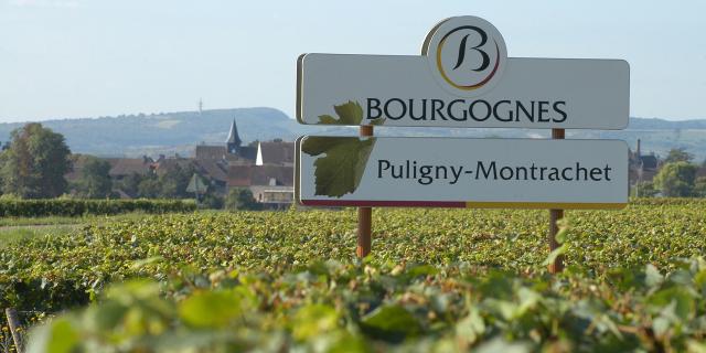 Dans les vignes panneau de l'appellation Puligny Montrachet