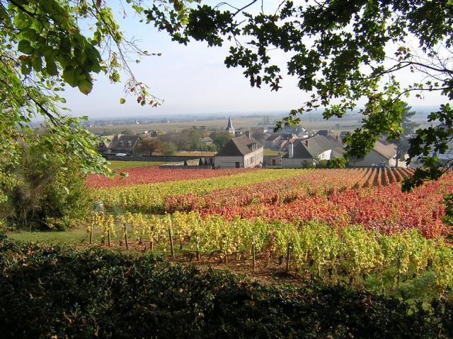 Puligny Montrachet Automne