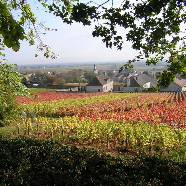 Puligny Montrachet Autumn