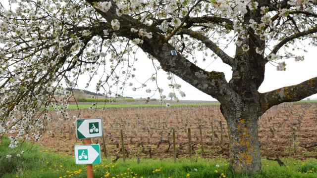 Panneau Randonnée Velo Printemps cerisier en fleurs