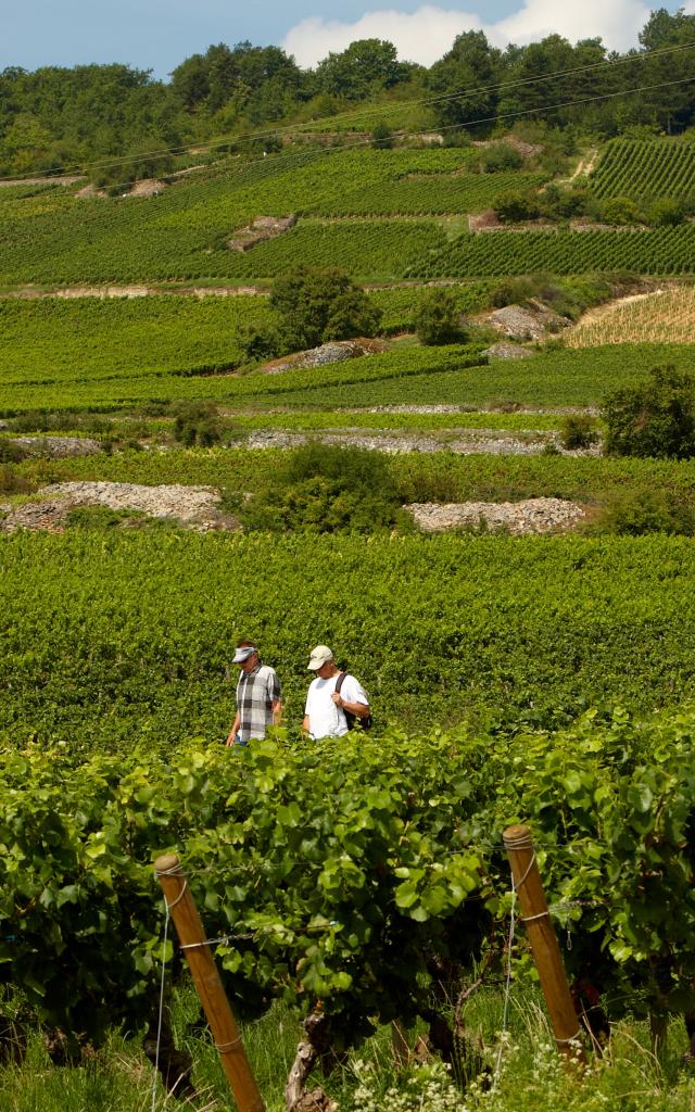 Senderismo por los viñedos de la Cote de Beaune