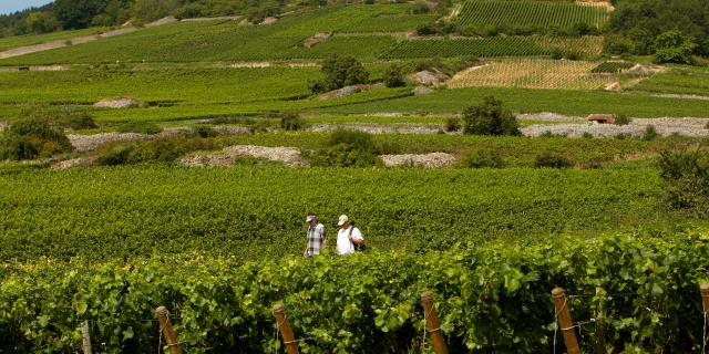 Randonnee Vignobles Cote De Beaune