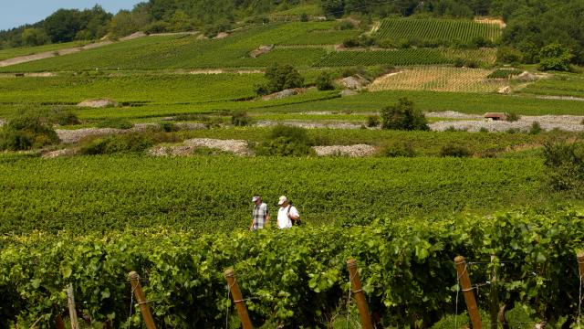 Hiking Vineyards Cote De Beaune