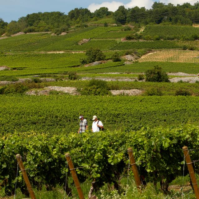 Hiking Vineyards Cote De Beaune