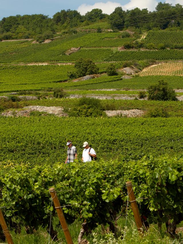 Hiking Vineyards Cote De Beaune