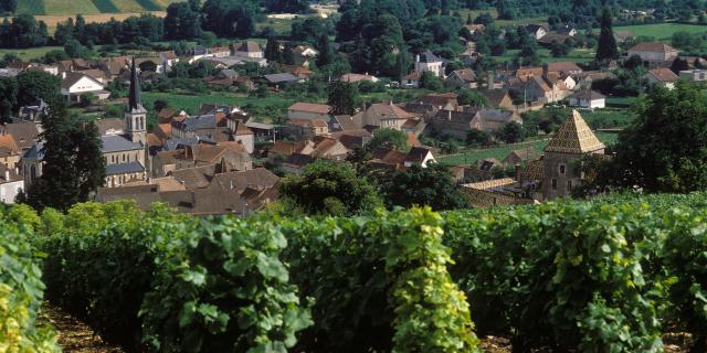 Santenay Vignes