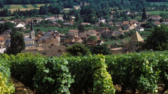 Santenay Vignes