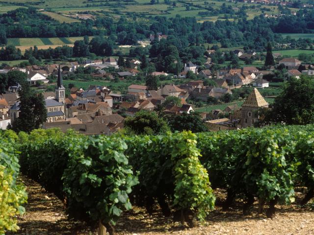 Santenay Vignes