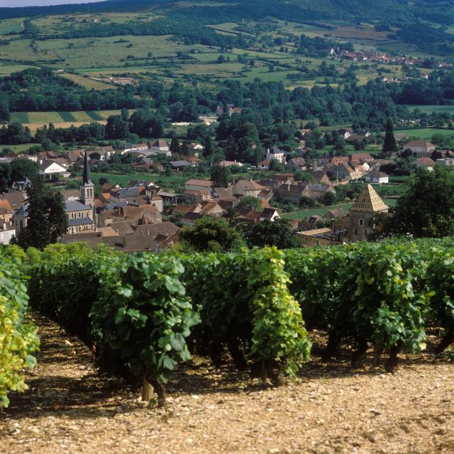 Santenay Vignes