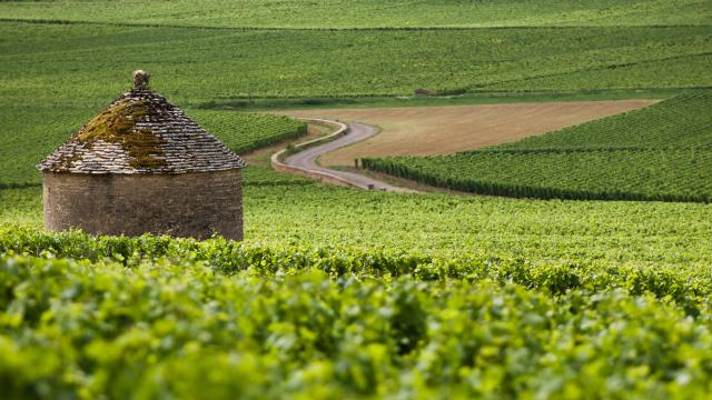 Cabotte de Savigny-lès-Beaune