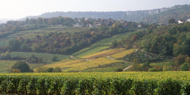 St Romain Vignes