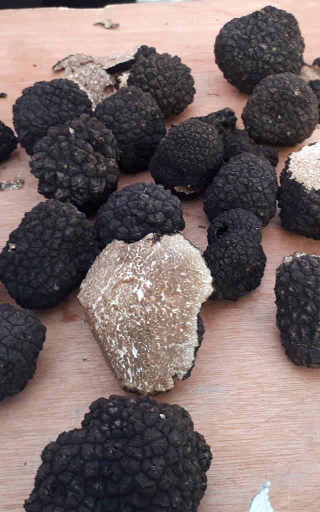 Truffes de Bourgogne Entières et coupées en deux