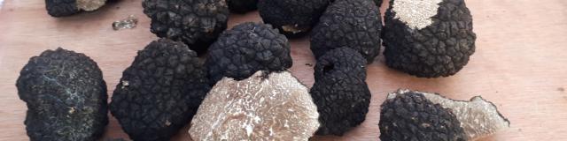 Truffes de Bourgogne Entières et coupées en deux