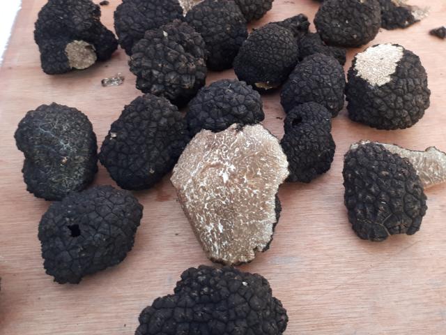 Truffes de Bourgogne Entières et coupées en deux