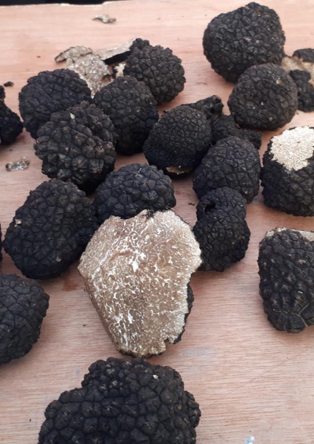 Truffes de Bourgogne Entières et coupées en deux