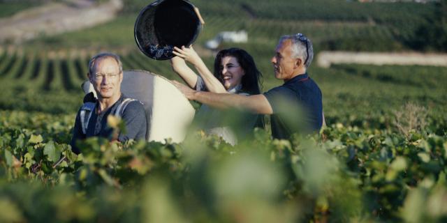 Vendanges entre amis Côte de Beaune Bourgogne raisin dans hotte à vendangeur